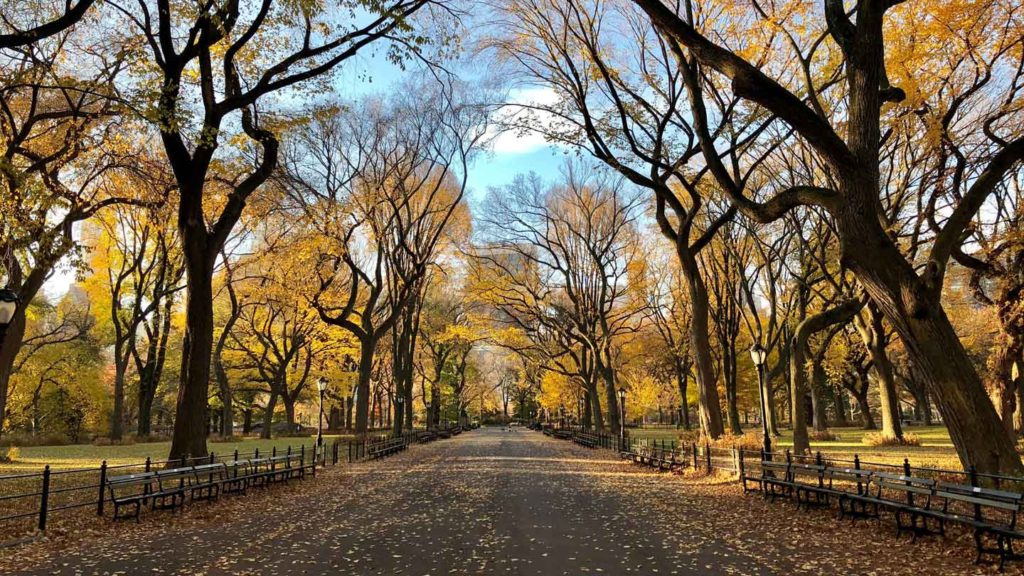 Manage-Your-Trees-in-the-Commercial-Places-on-readcrazy