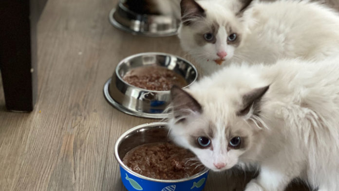 Your-Ultimate-Pet-Food-Bowl-Buying-Guide-In-2021-on-readcrazy