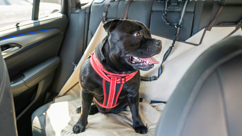 Learn-the-Way-to-Choose-the-Right-Dog-Seat-Cover-for-Your-Needs-on-readcrazy