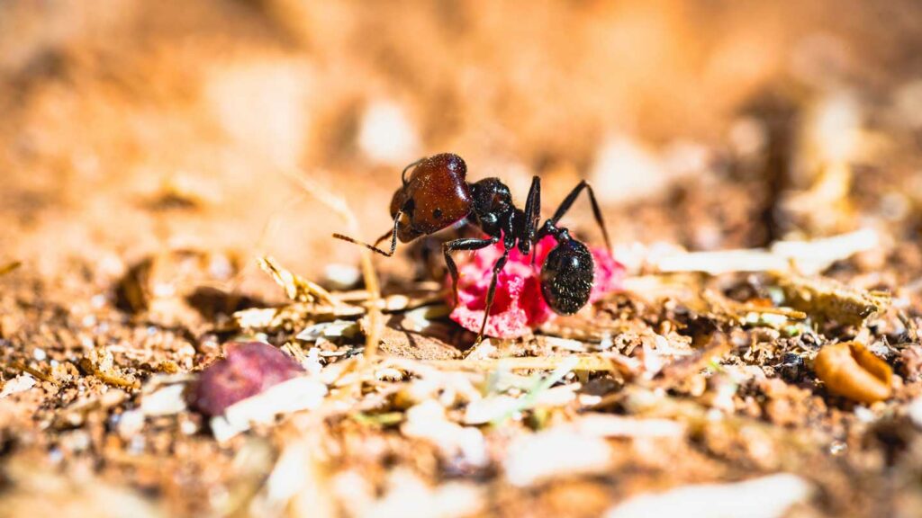 Ants-In-The-Garden-Bed-Reasons-And-Solutions-Of-The-Issue-on-readcrazy