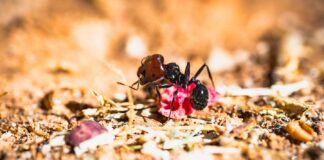 Ants-In-The-Garden-Bed-Reasons-And-Solutions-Of-The-Issue-on-readcrazy